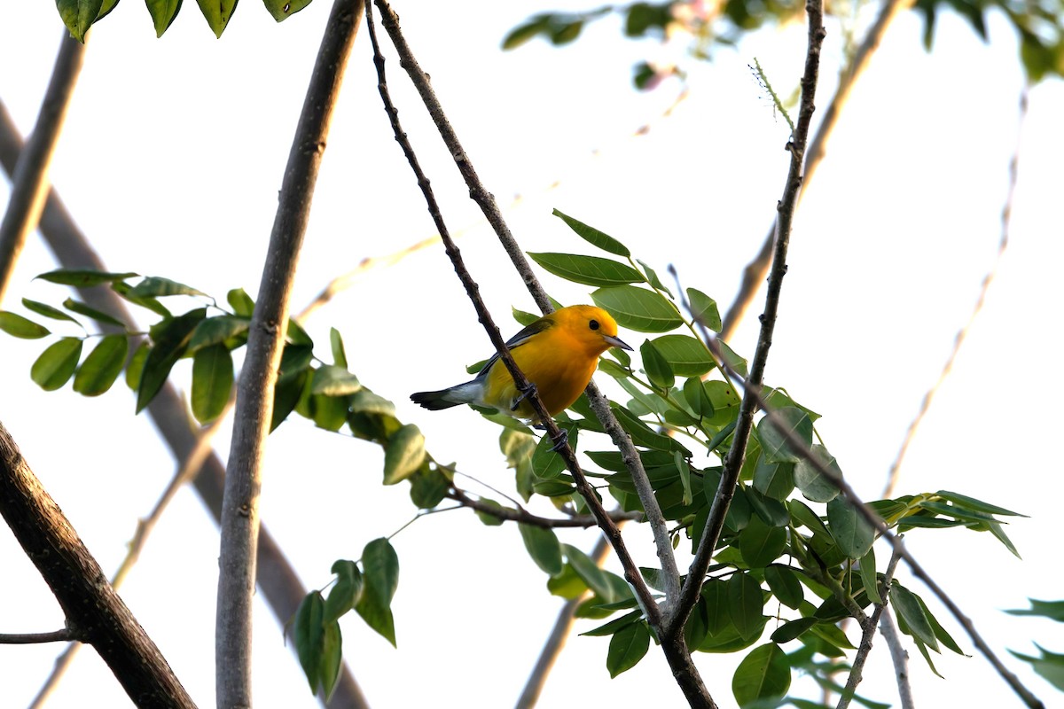 Prothonotary Warbler - ML632701238