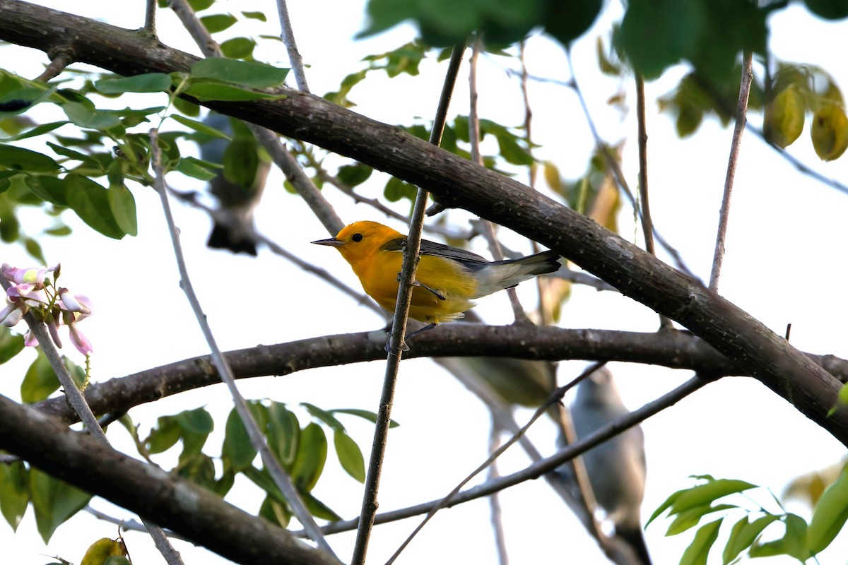 Prothonotary Warbler - ML632701240