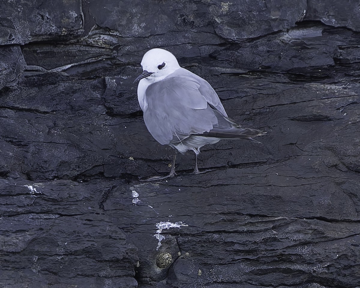 Gray Noddy - ML632701295