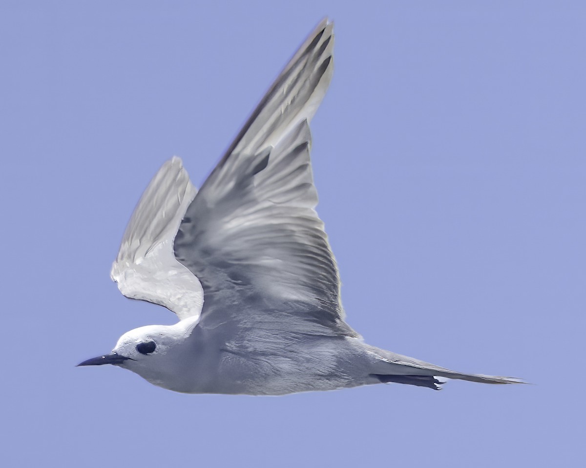 Gray Noddy - ML632701296
