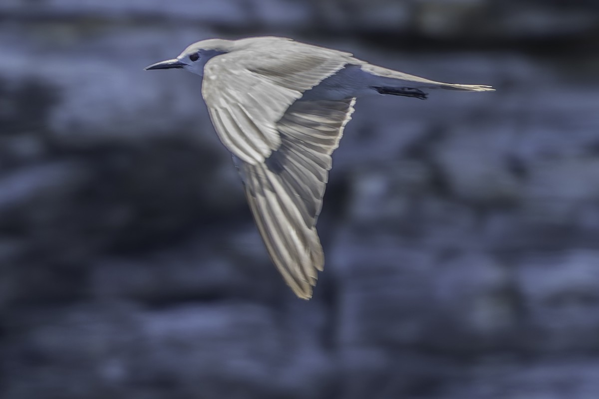 Gray Noddy - ML632701298