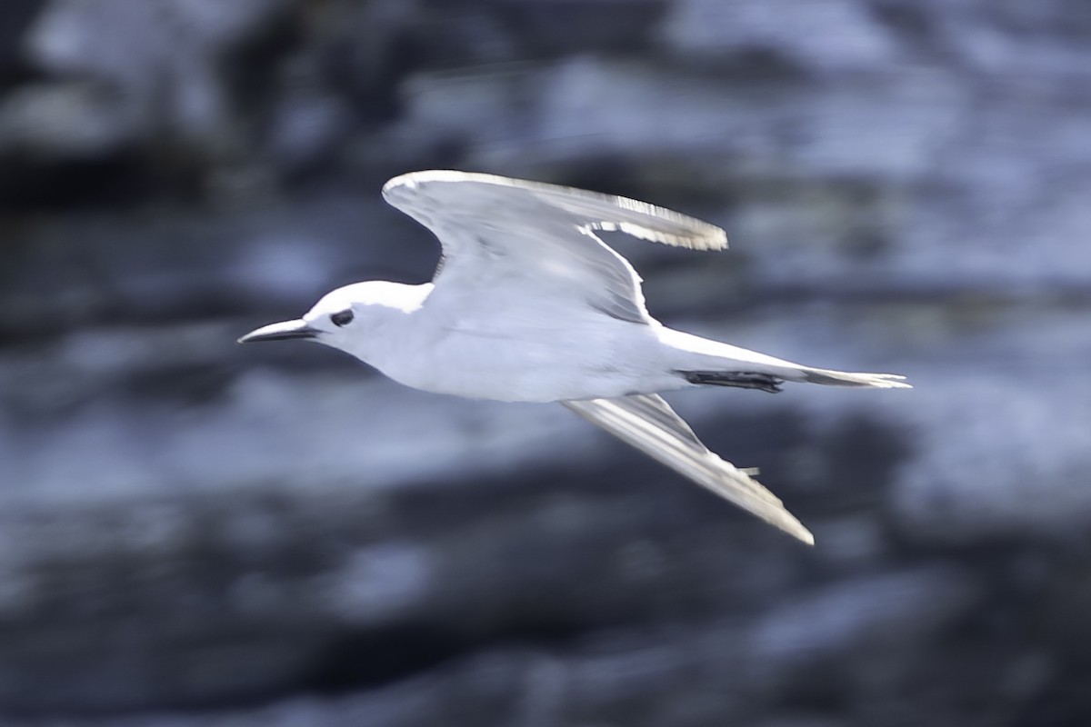 Gray Noddy - ML632701299