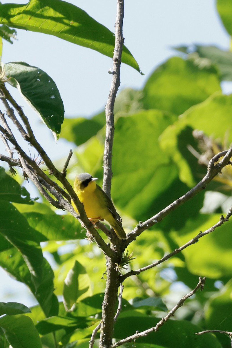 Black-lored Yellowthroat - ML632701322