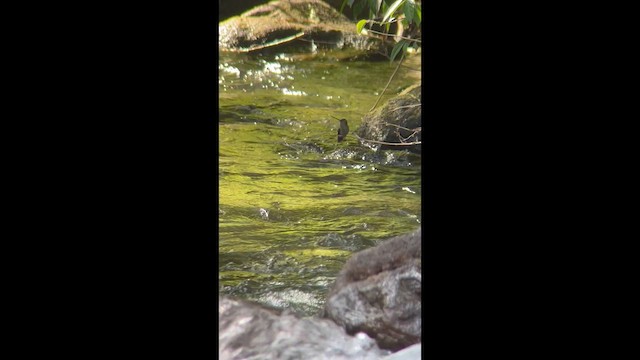 Green-fronted Lancebill - ML632701438