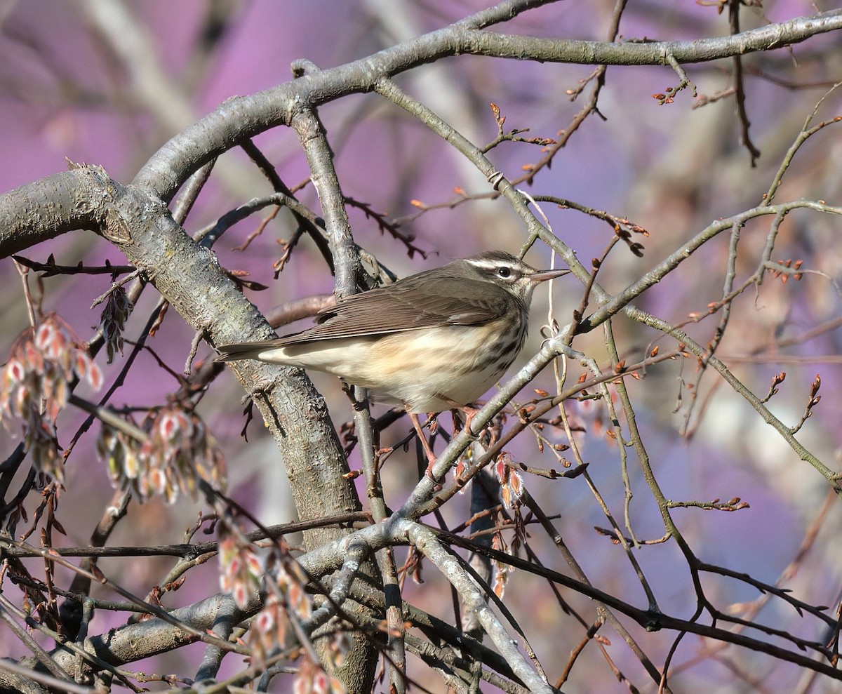Louisiana Waterthrush - ML632701499