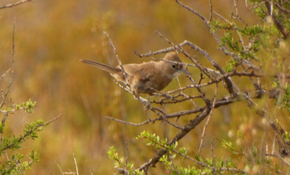 White-throated Cacholote - ML632701519