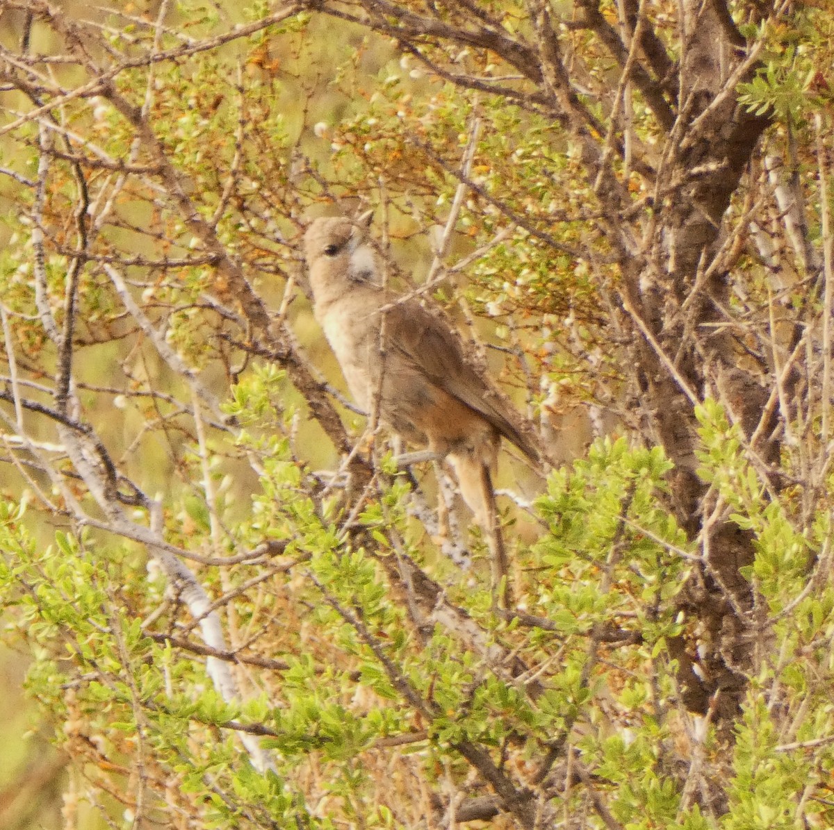 White-throated Cacholote - ML632701520