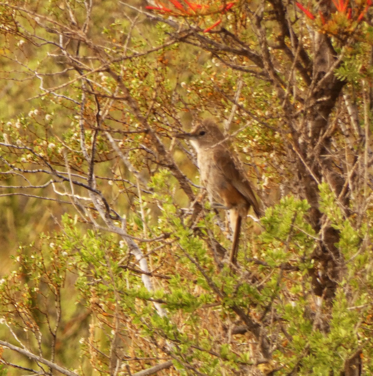 White-throated Cacholote - ML632701521