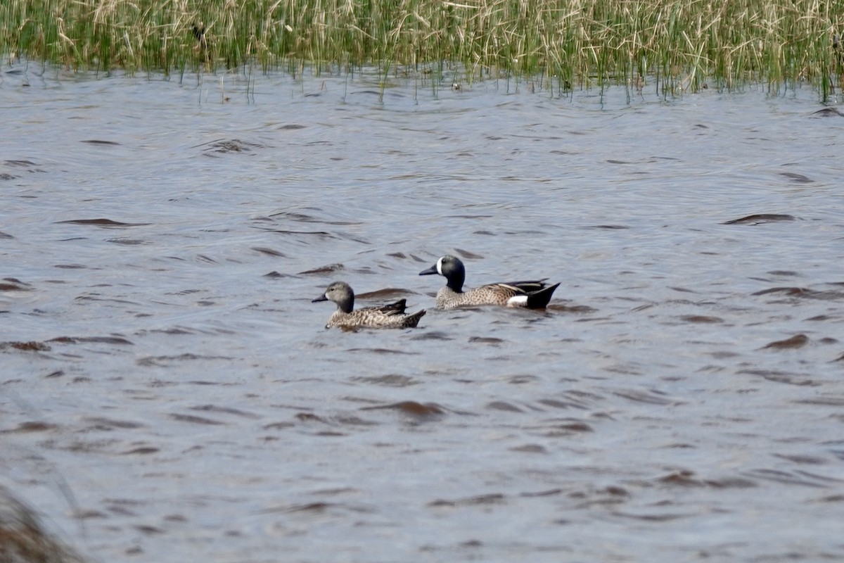 Blue-winged Teal - ML632701656