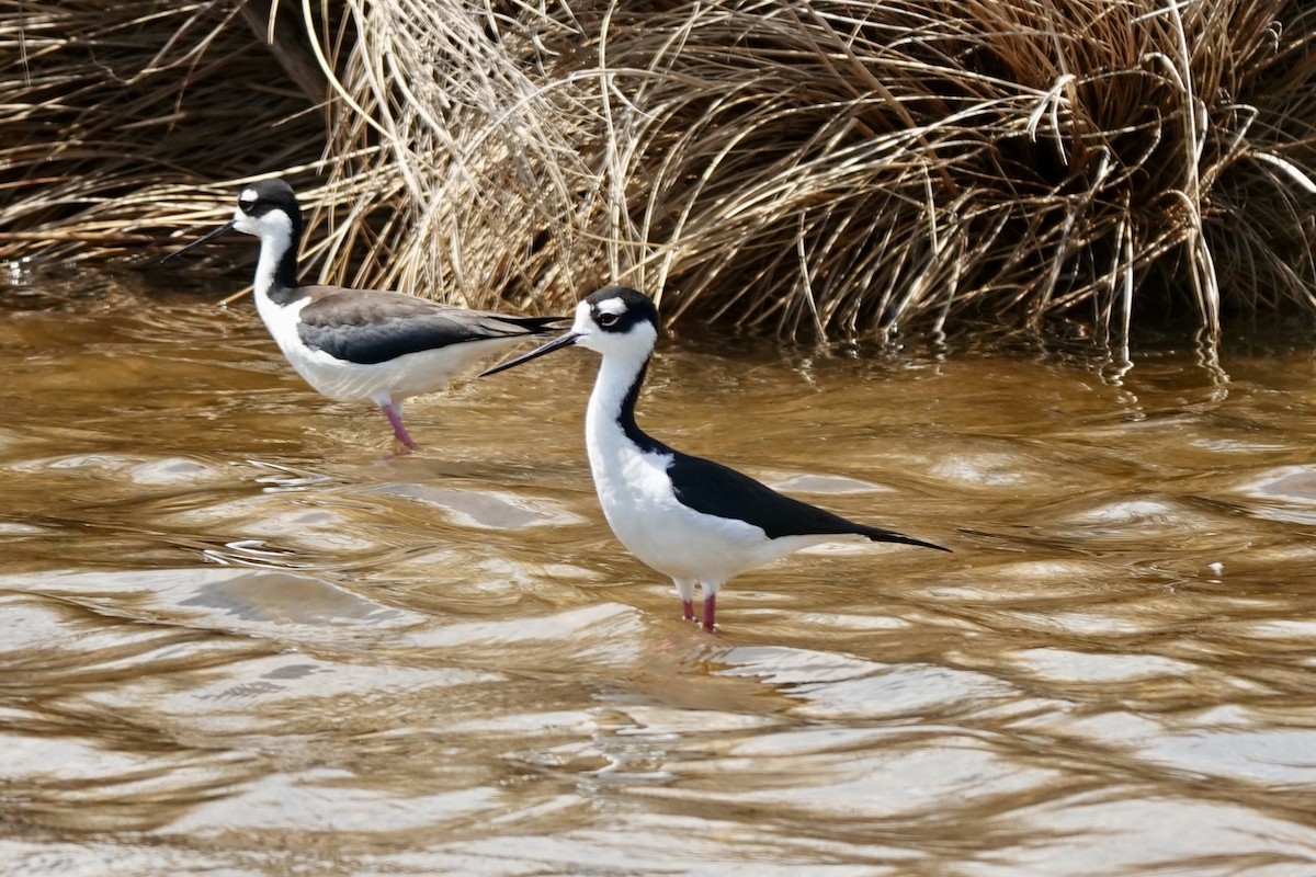Black-necked Stilt - ML632701666