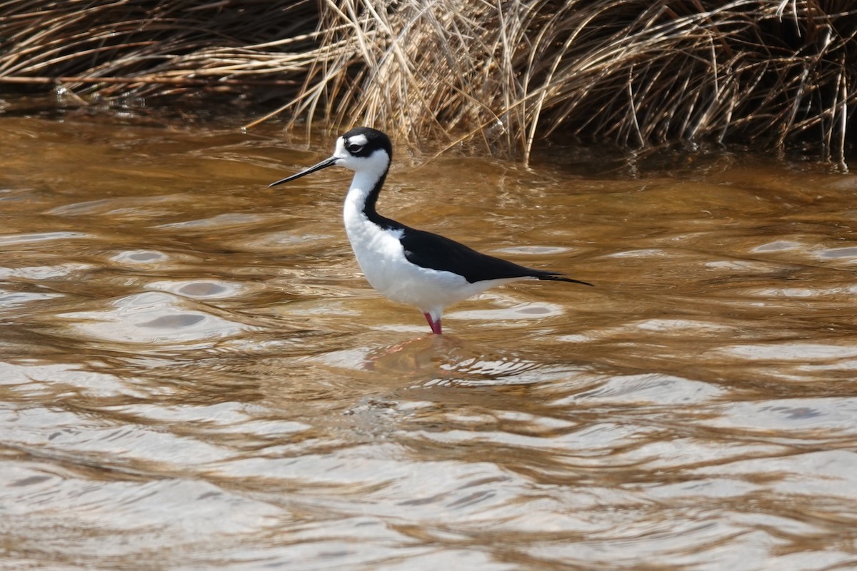 Black-necked Stilt - ML632701667