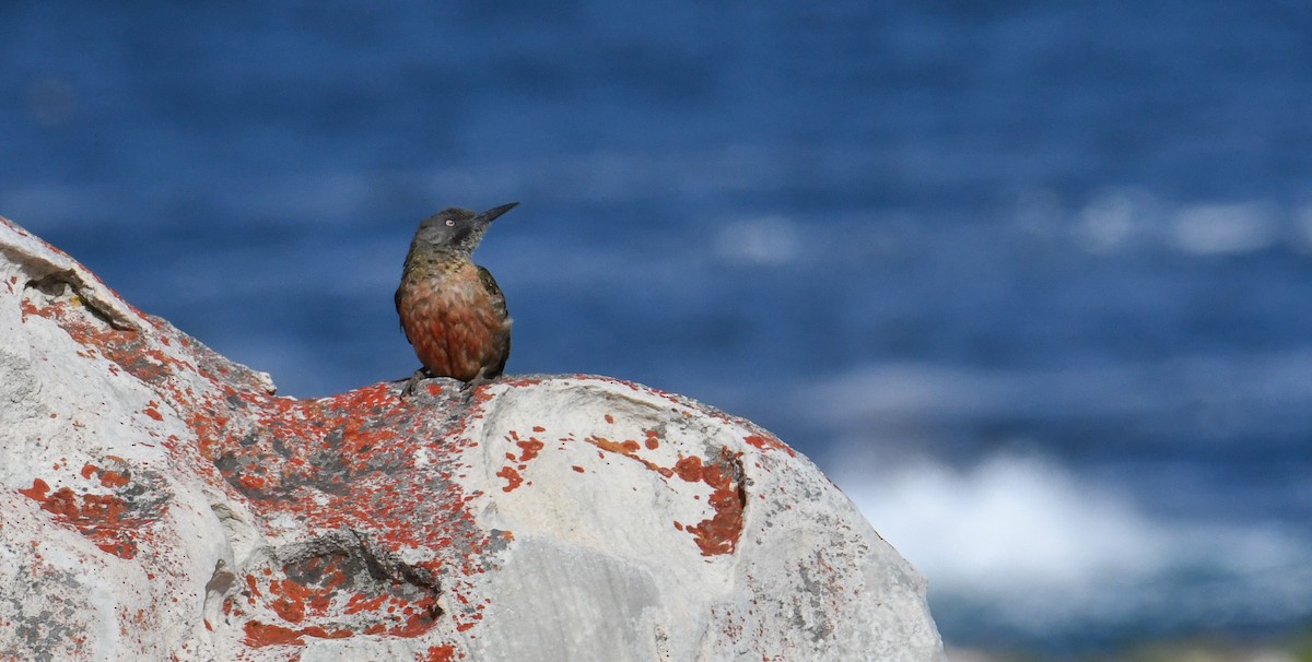 Ground Woodpecker - Jimmy Kirby