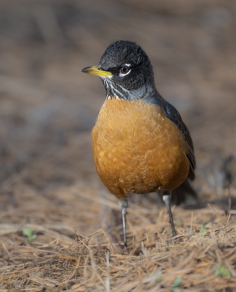 American Robin - ML632701890