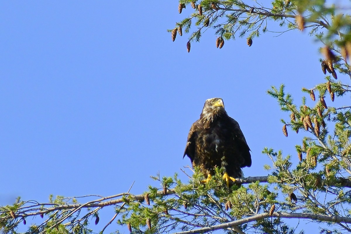 Bald Eagle - ML632701956