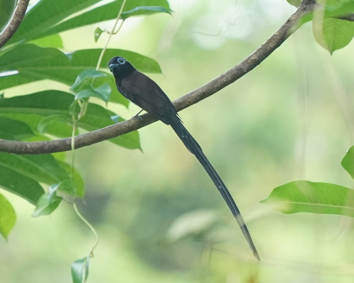 Black Paradise-Flycatcher - ML632702223
