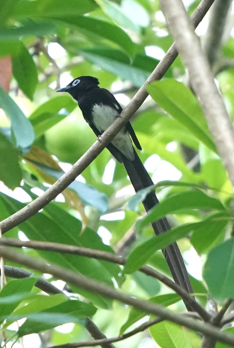 Black Paradise-Flycatcher - ML632702224