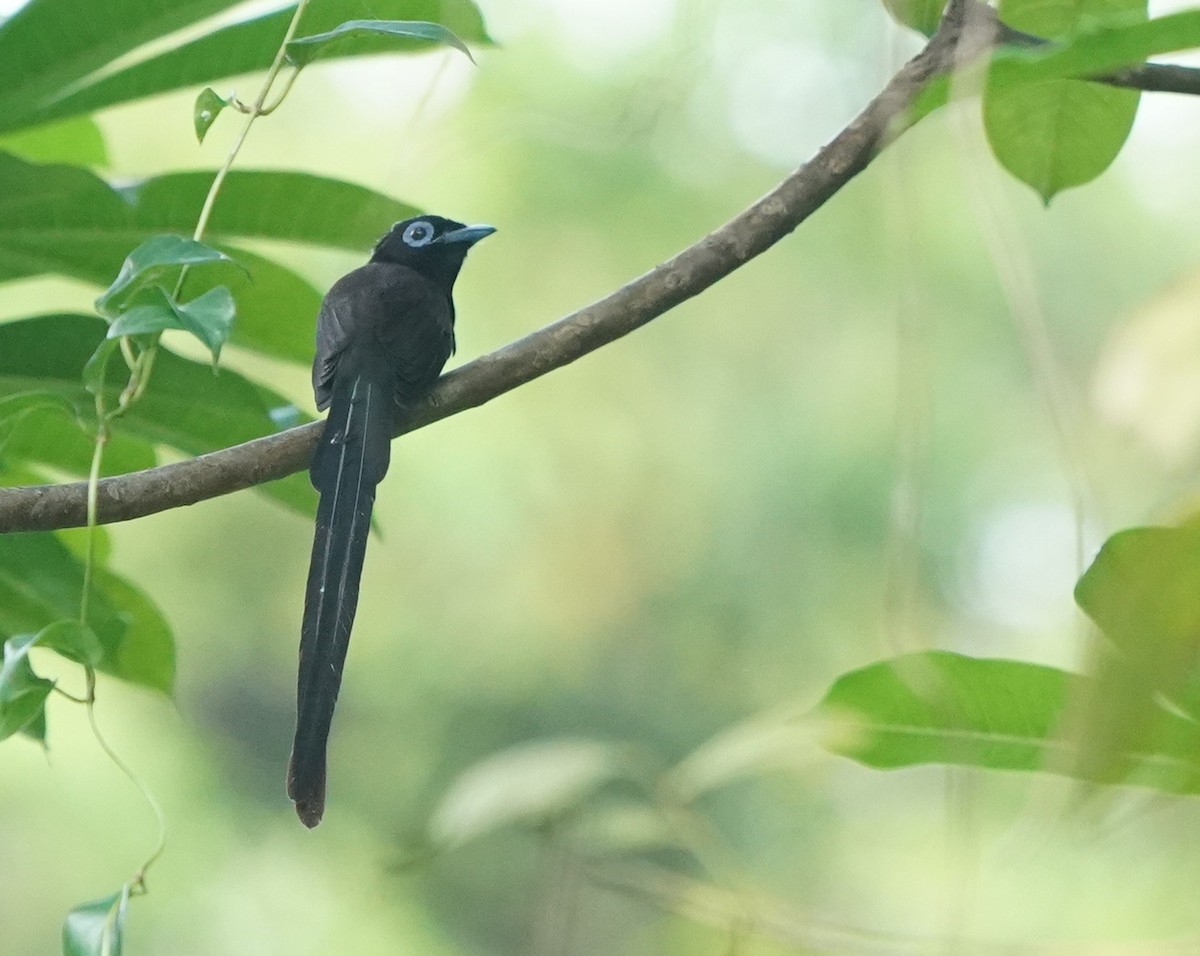 Black Paradise-Flycatcher - ML632702225