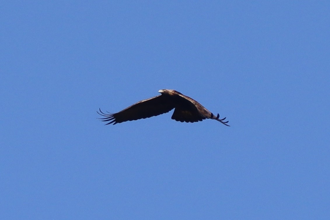 Golden Eagle - ML632702466