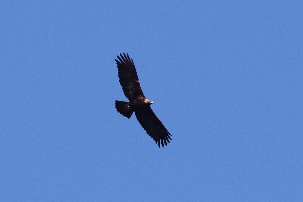 Golden Eagle - ML632702468