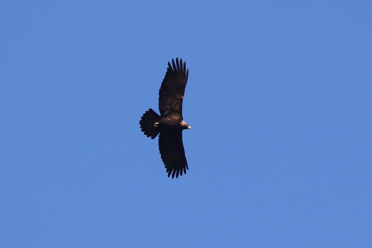 Golden Eagle - ML632702469