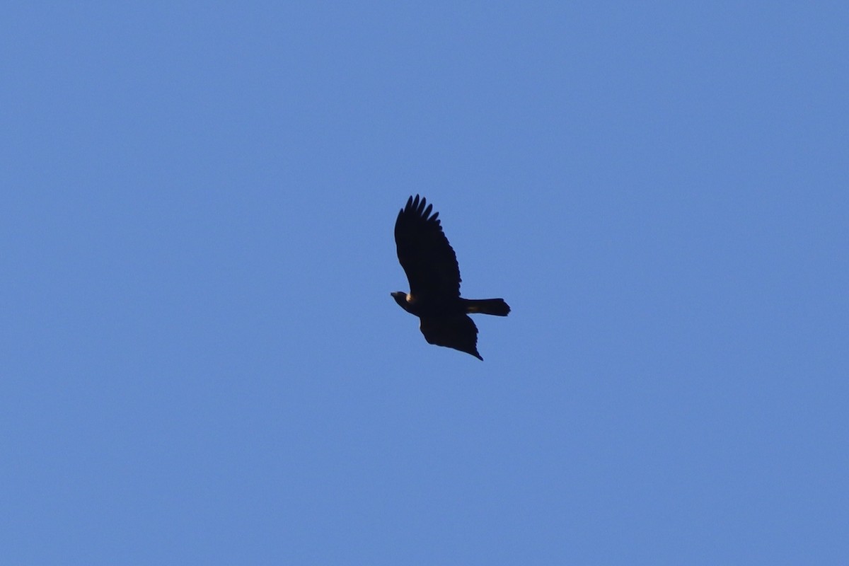 Golden Eagle - ML632702470