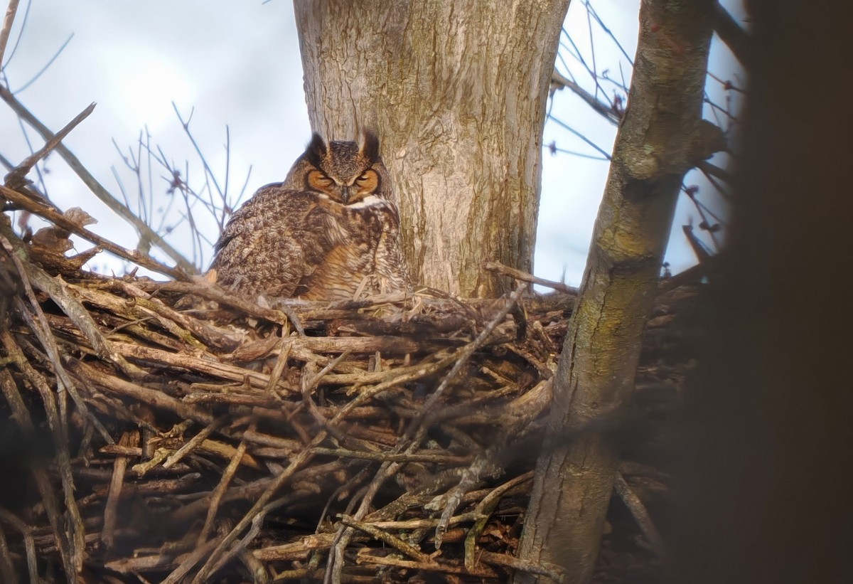 Great Horned Owl - ML632702471