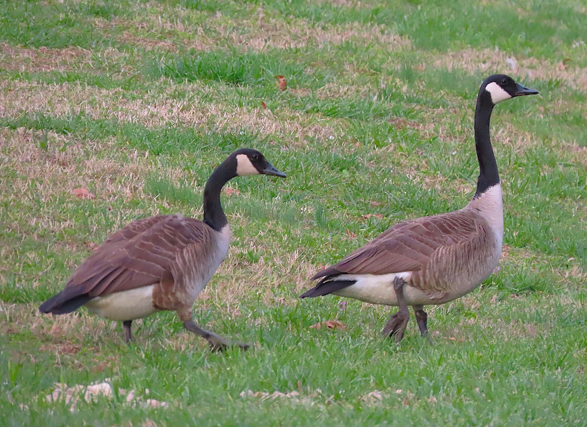 Canada Goose - ML632702482