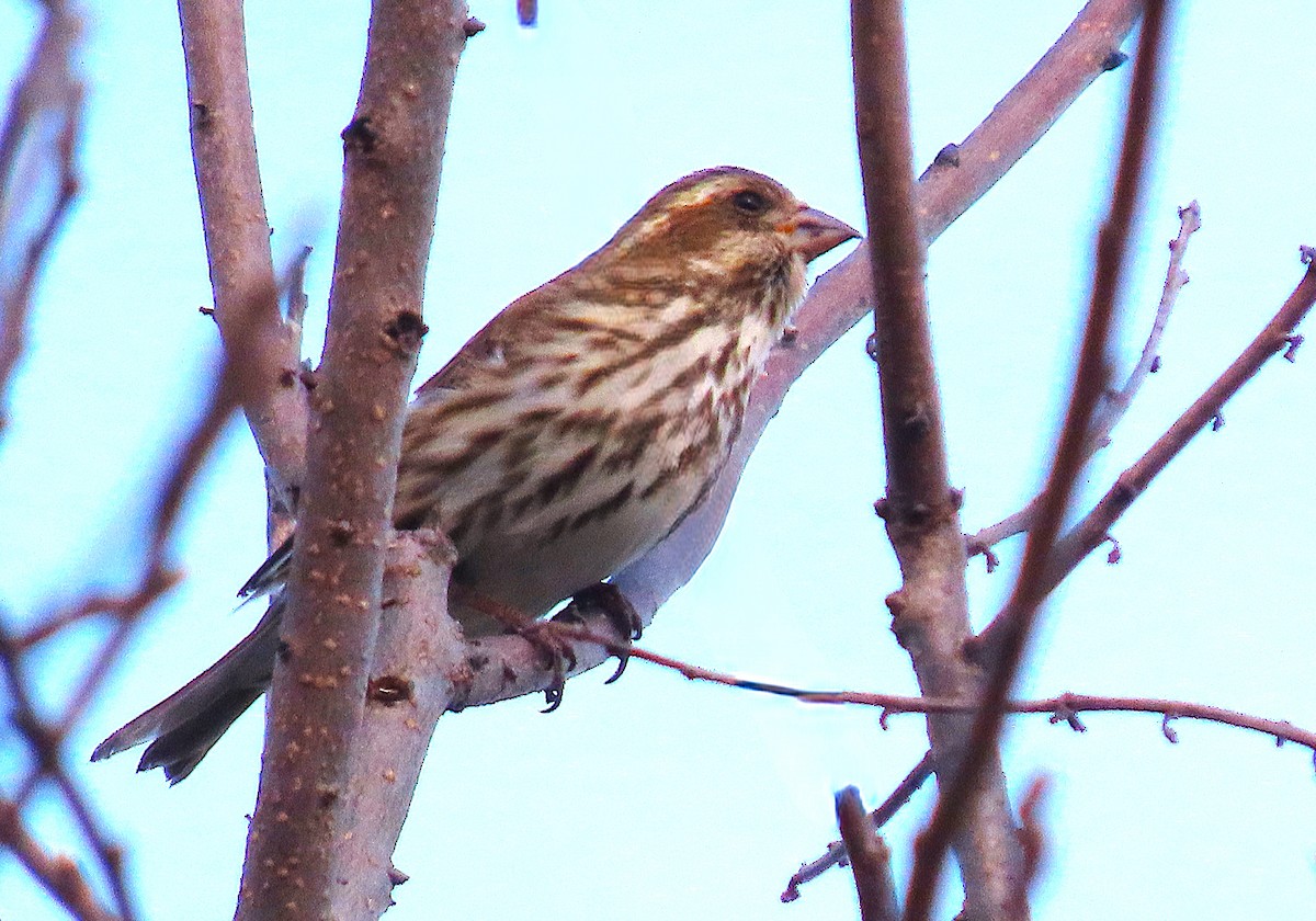 Purple Finch - ML632702490