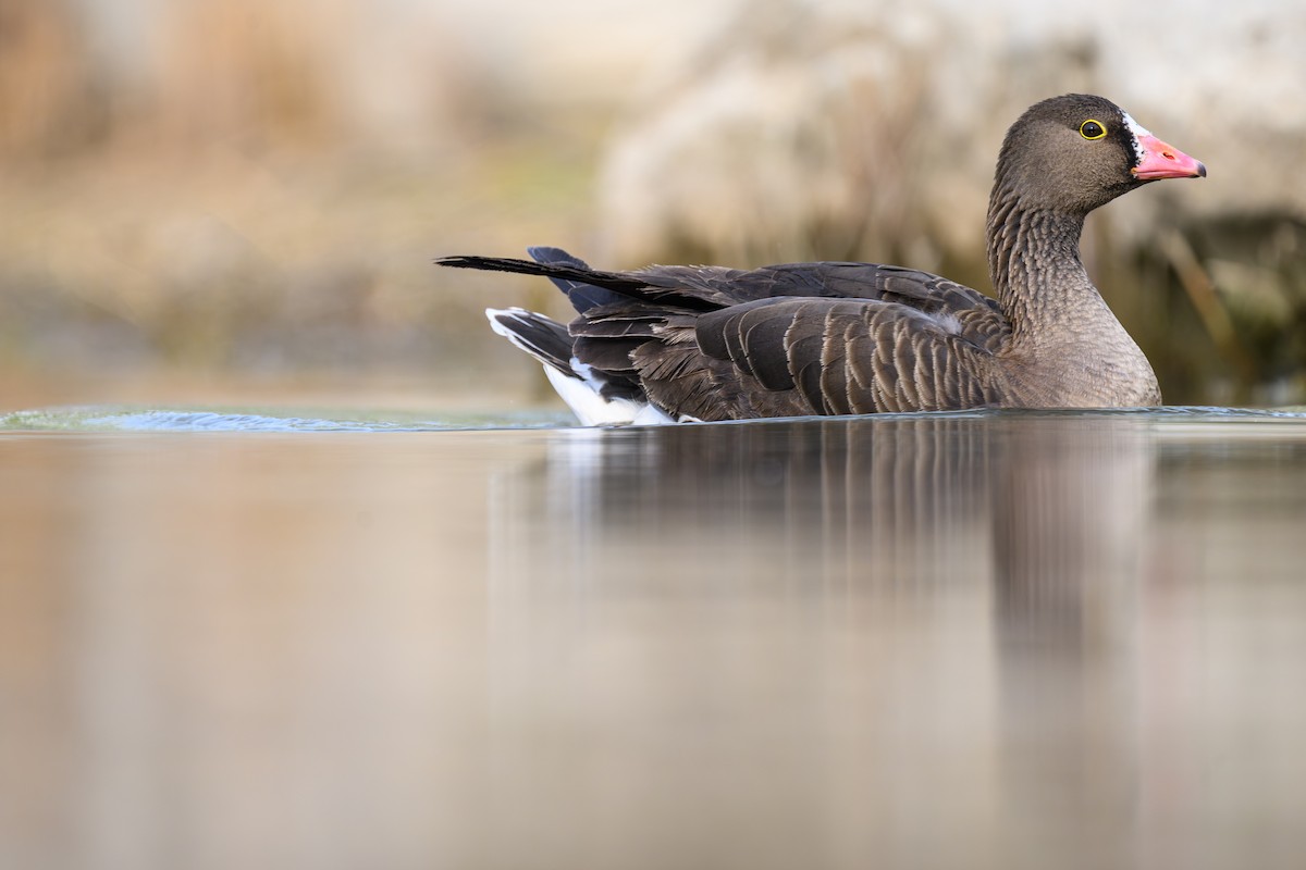 Lesser White-fronted Goose - ML632702562