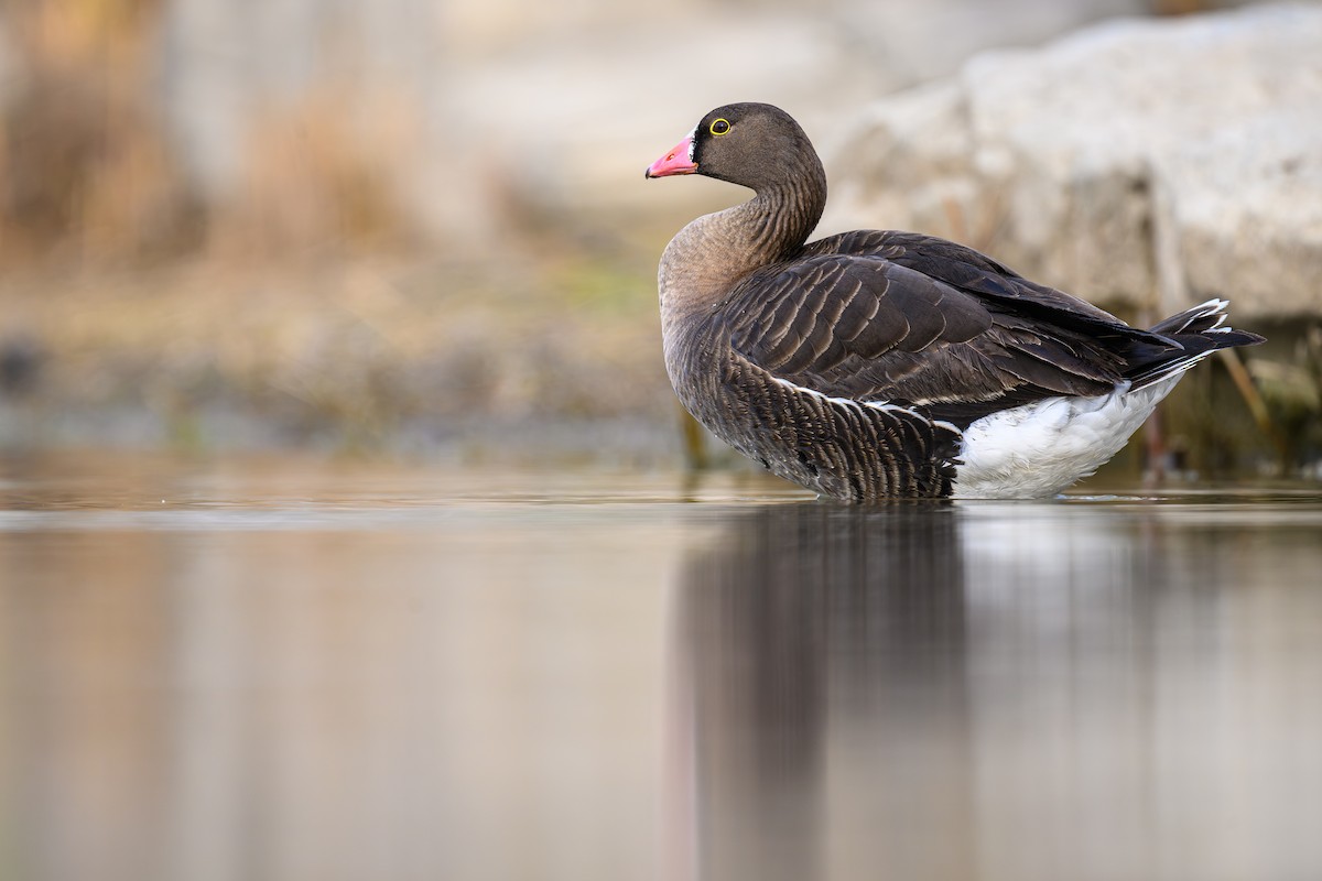 Lesser White-fronted Goose - ML632702563
