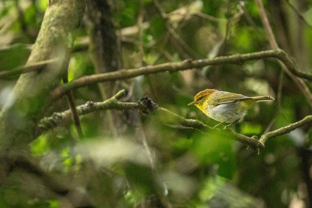 Yellow-throated Woodland-Warbler - ML632702564
