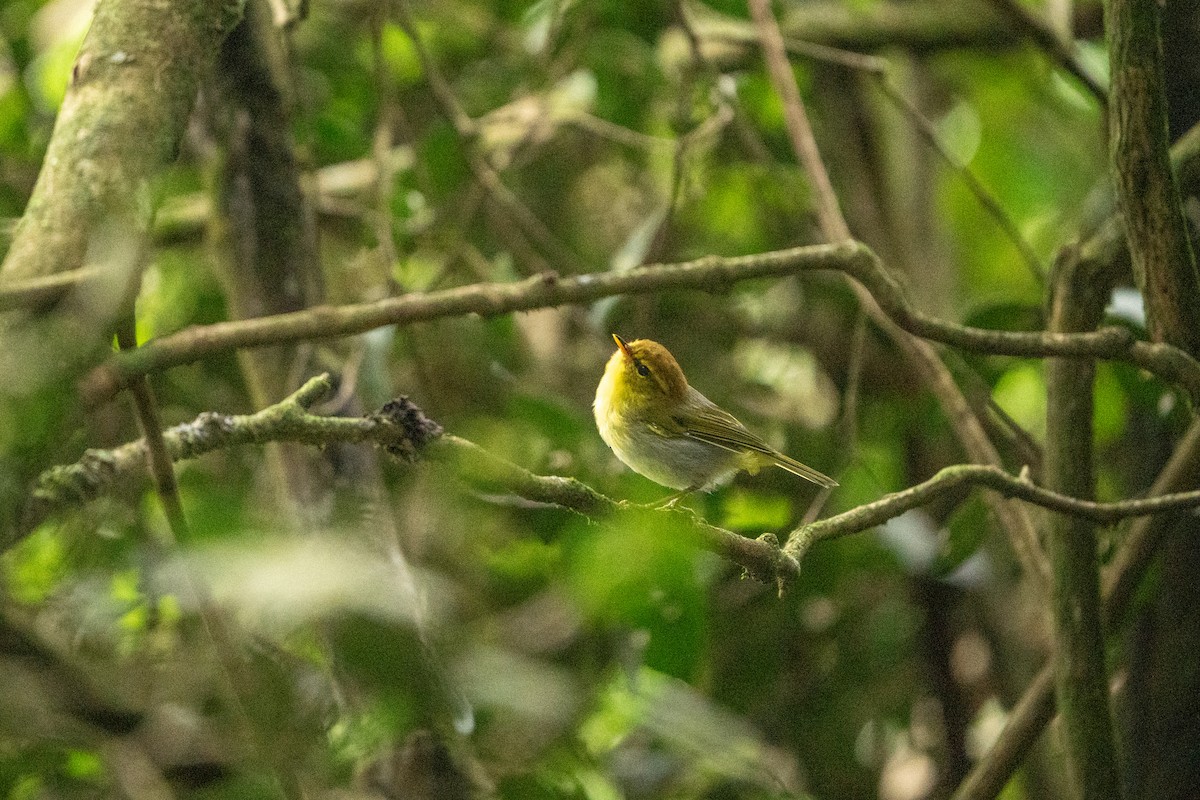 Yellow-throated Woodland-Warbler - ML632702565