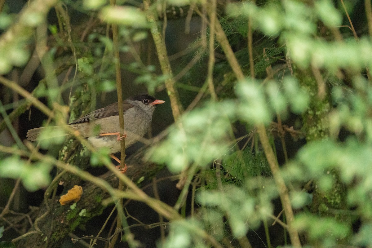 Bush Blackcap - ML632702573