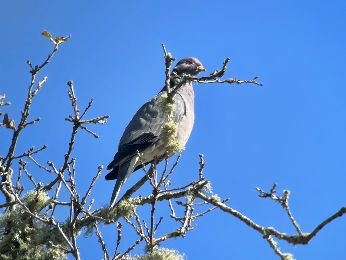 Band-tailed Pigeon - ML632702605