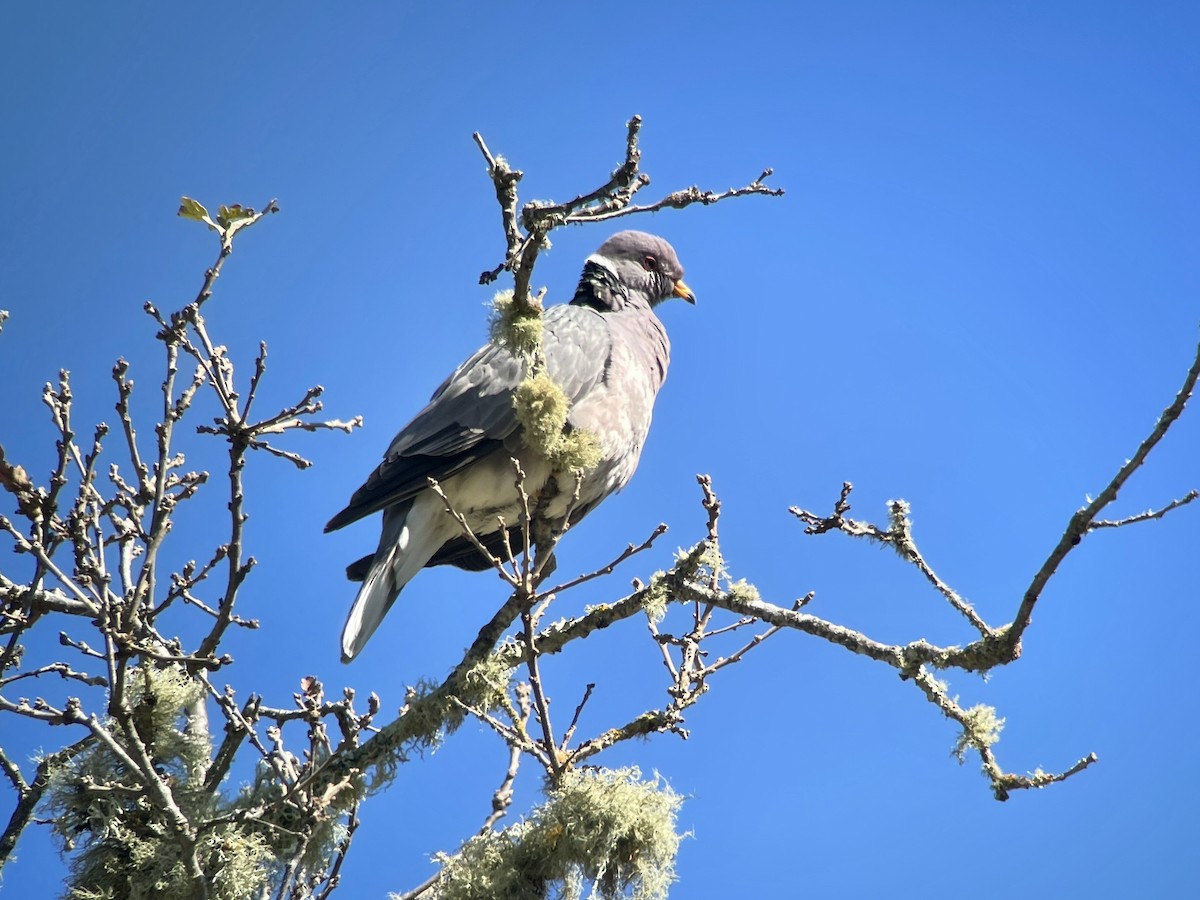 Band-tailed Pigeon - ML632702607