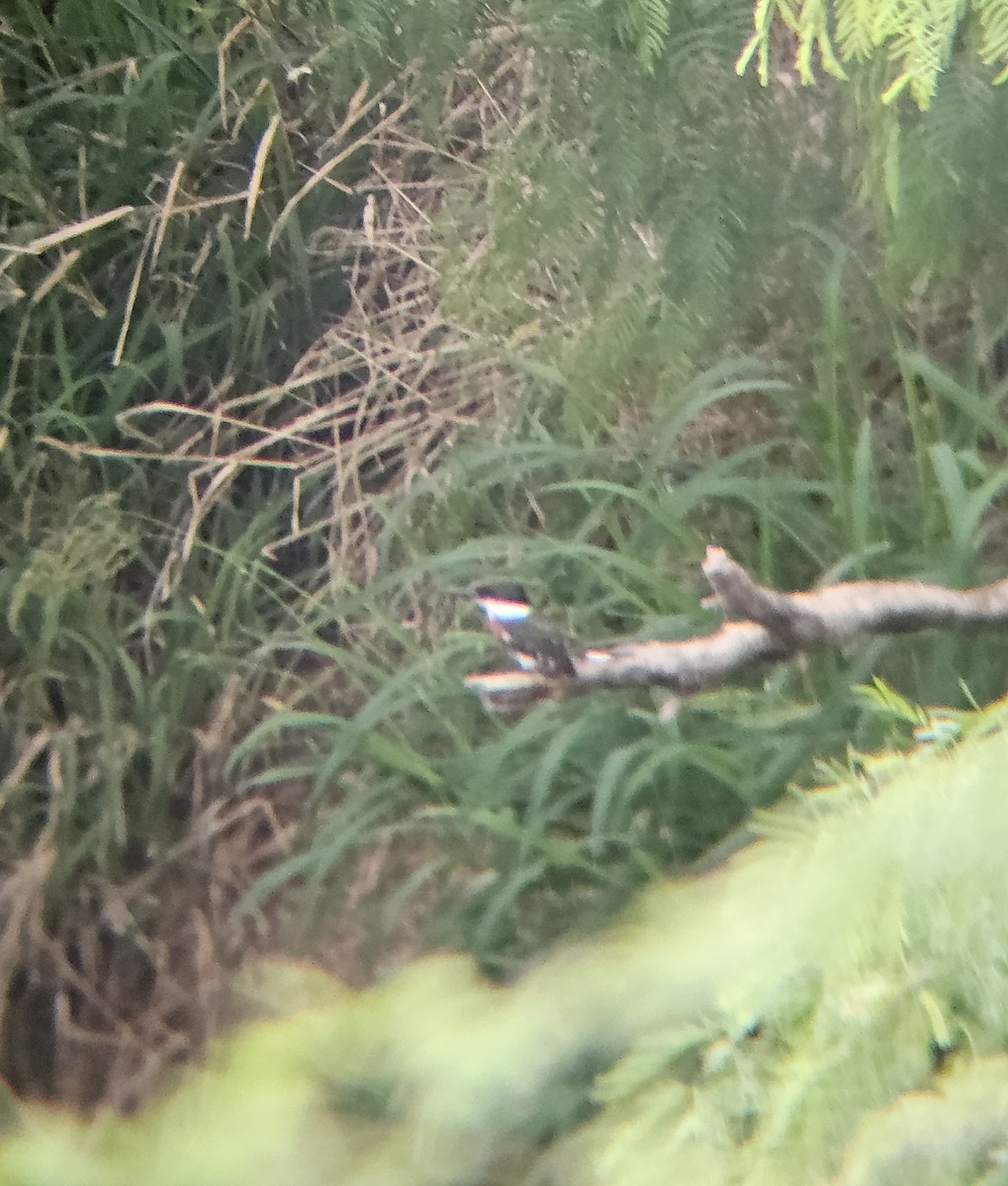 Green Kingfisher - ML632702678