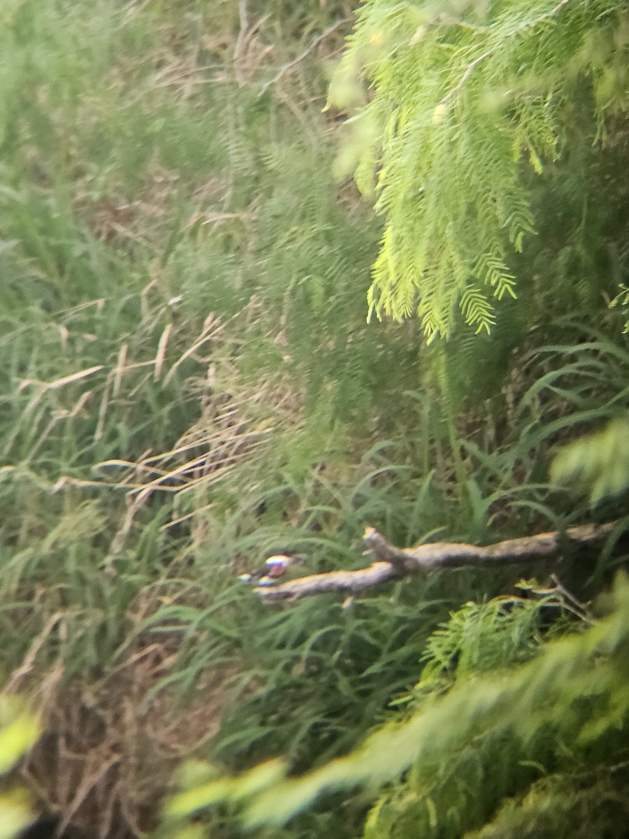 Green Kingfisher - ML632702679