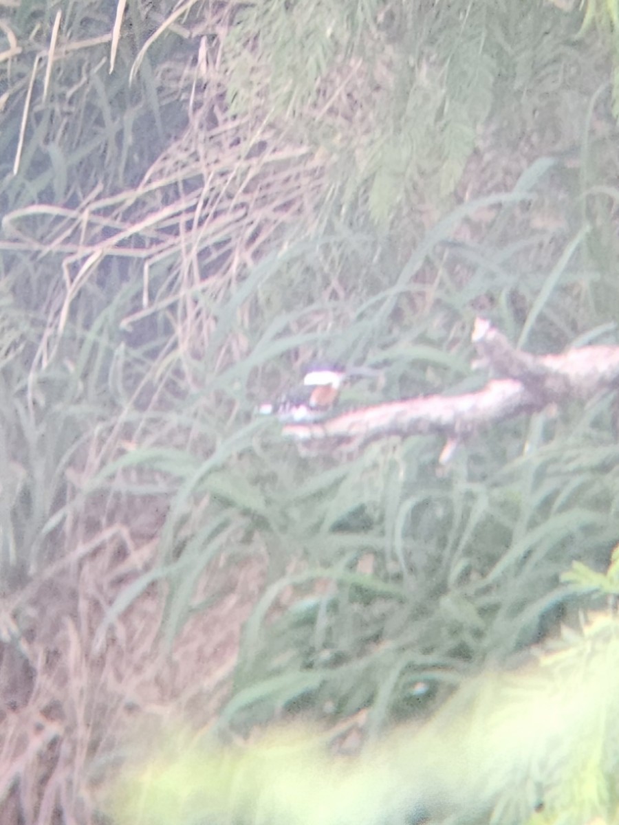 Green Kingfisher - ML632702680