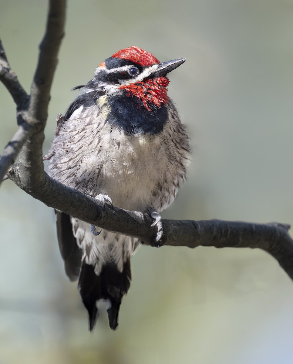Red-naped Sapsucker - ML632702788