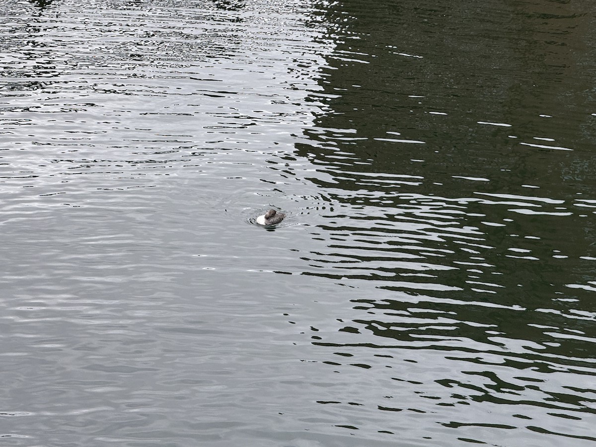 Common Loon - ML632702873