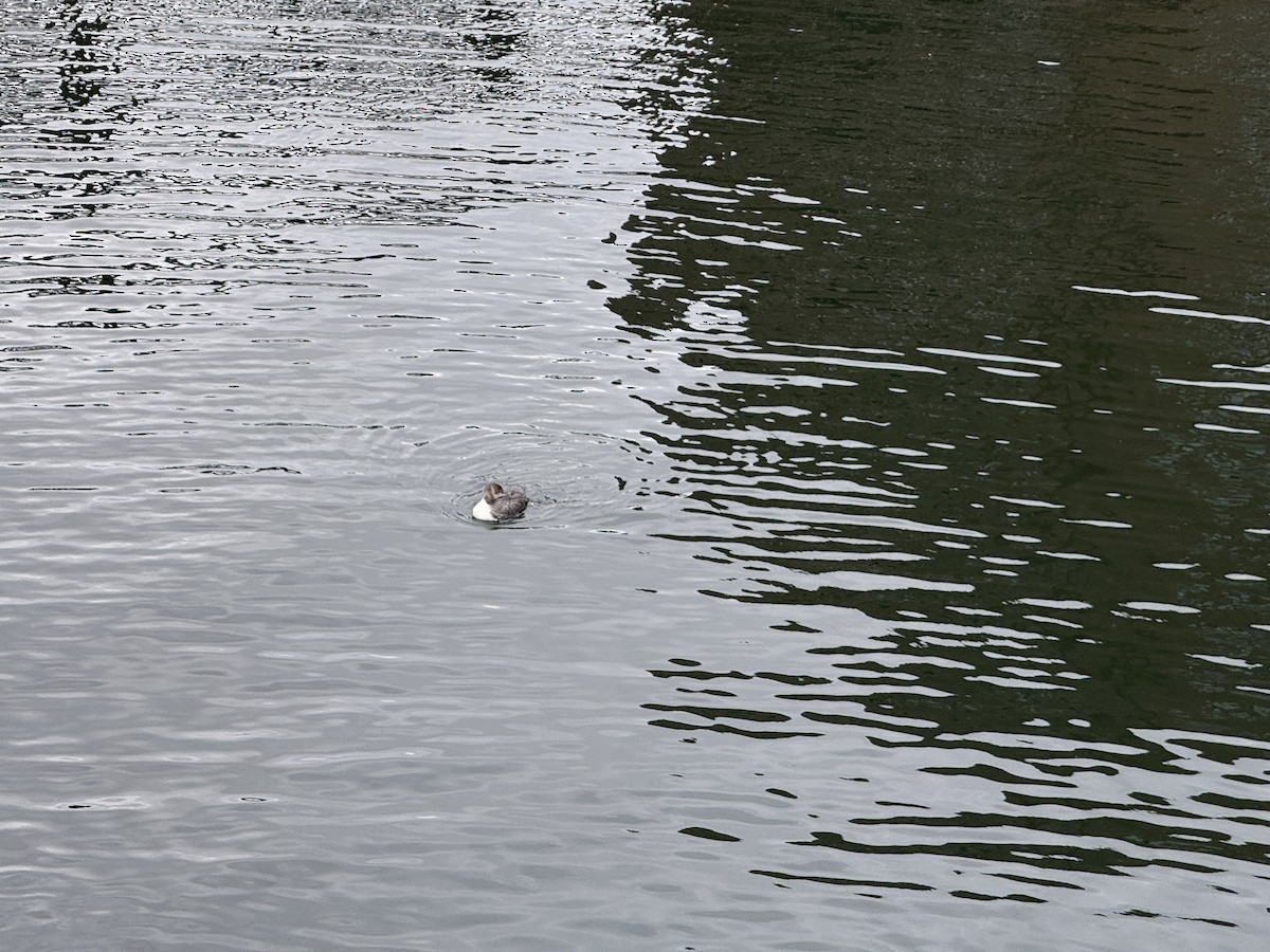Common Loon - ML632702874