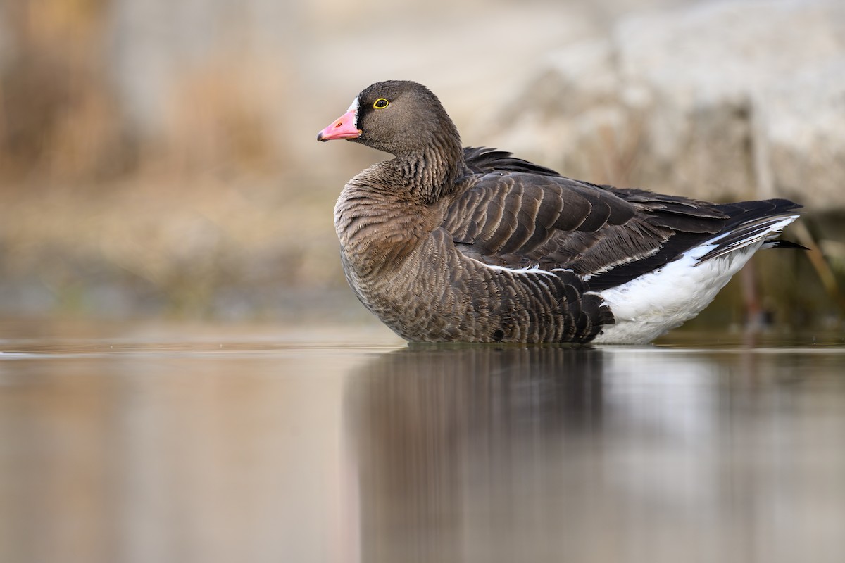 Lesser White-fronted Goose - ML632702902