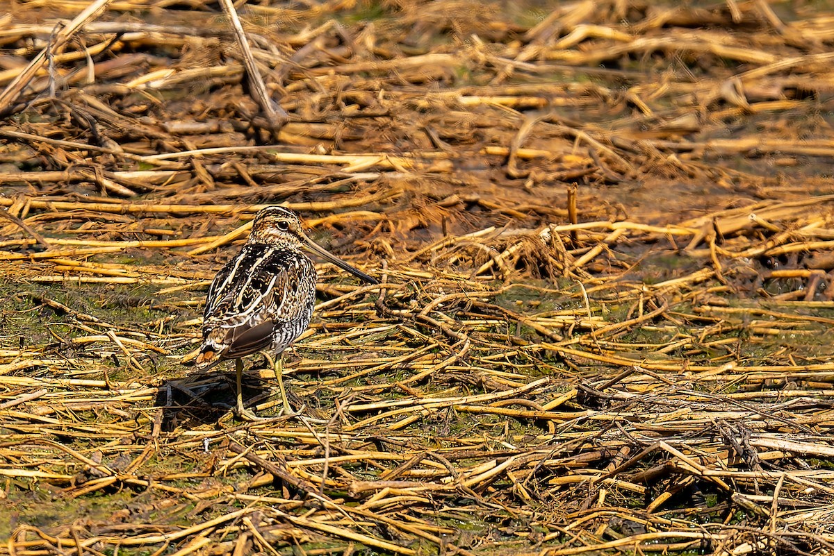 Wilson's Snipe - ML632702934