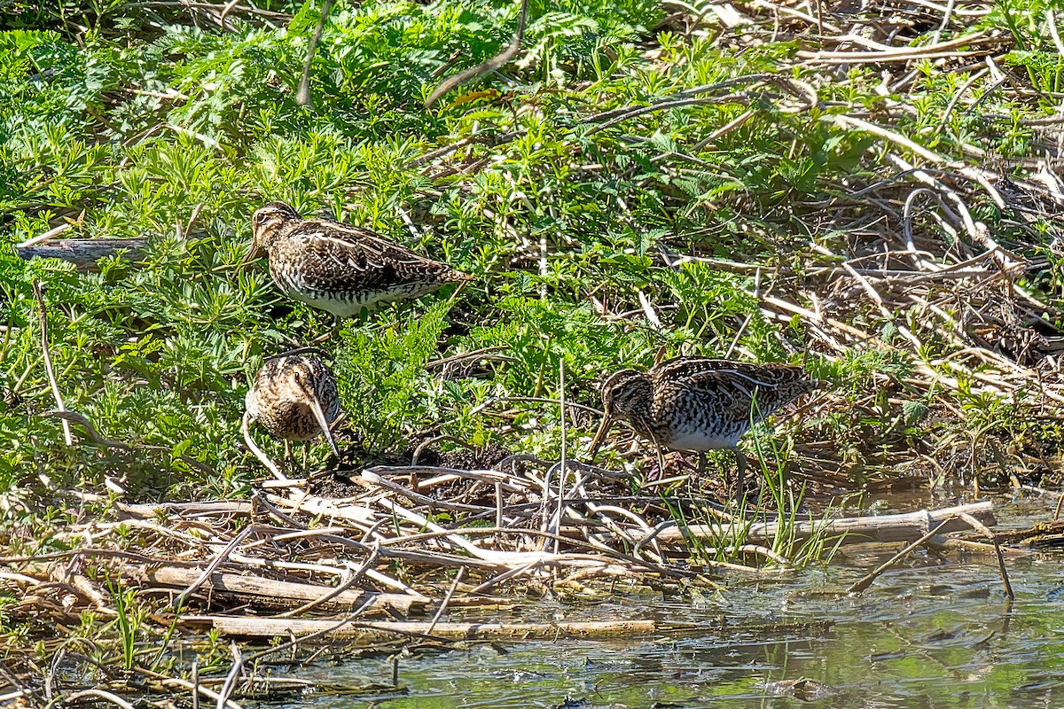 Wilson's Snipe - ML632702935