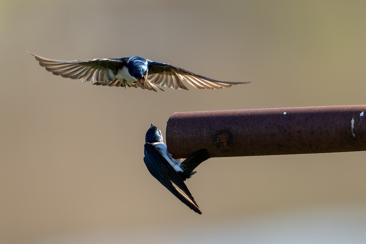 Tree Swallow - ML632702946