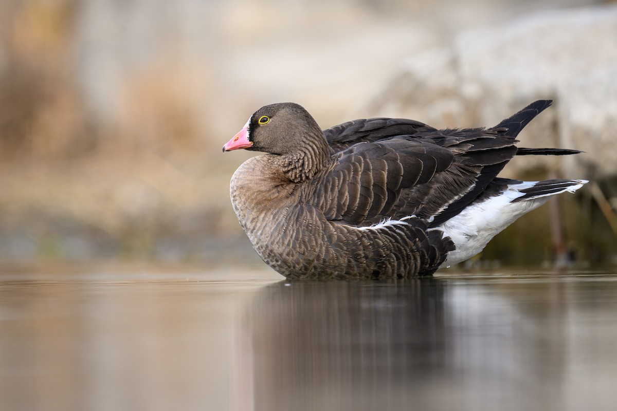 Lesser White-fronted Goose - ML632703063