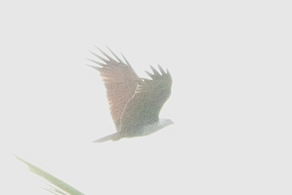 Brahminy Kite - ML632703068