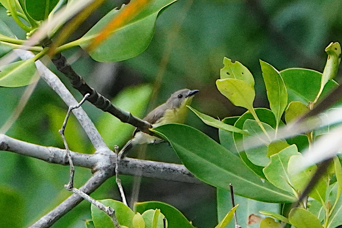 Golden-bellied Gerygone - ML632703077