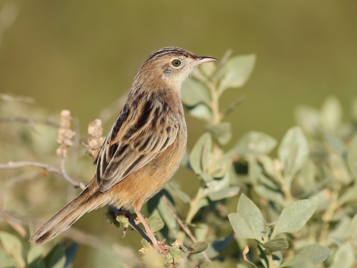 Zitting Cisticola - Tiago Guerreiro