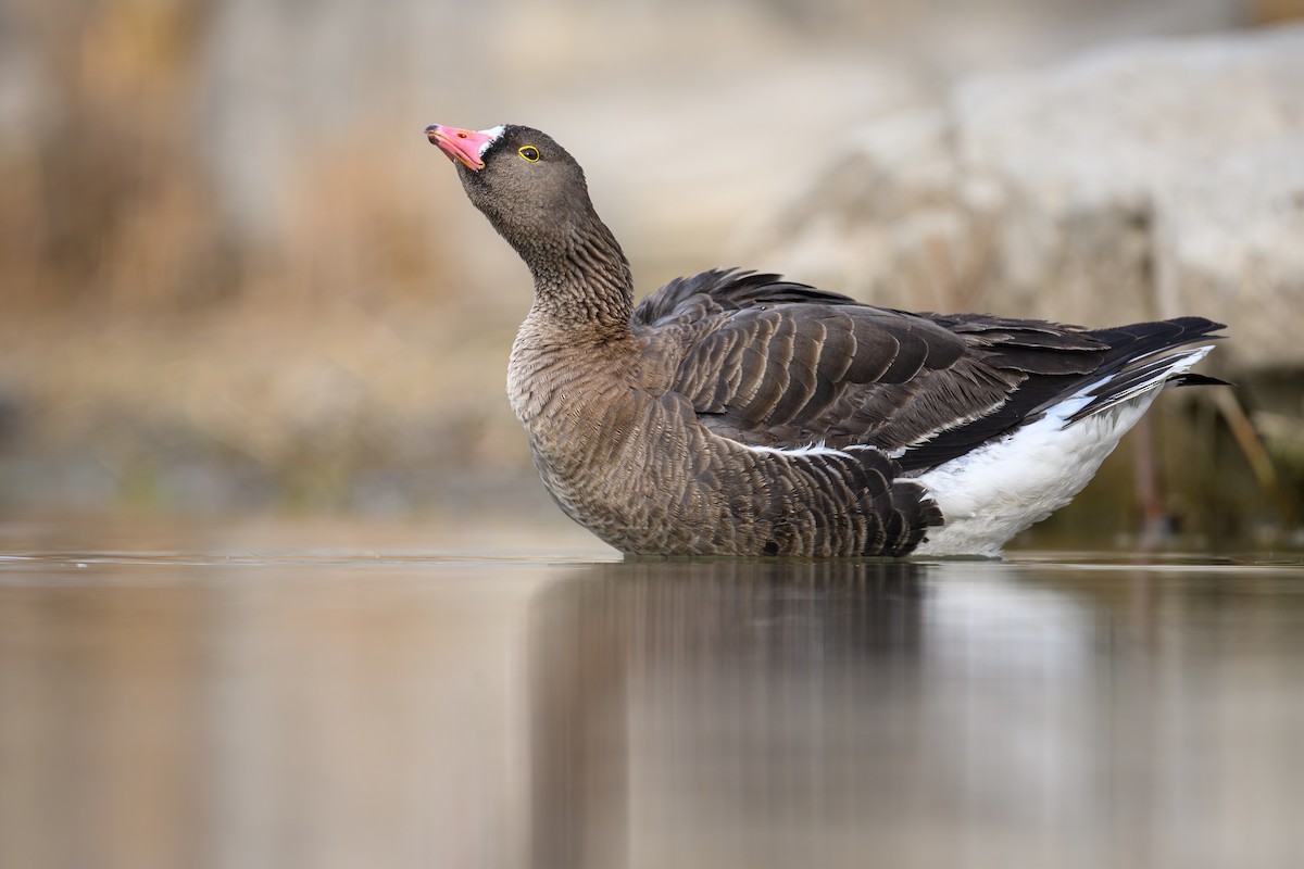Lesser White-fronted Goose - ML632703247